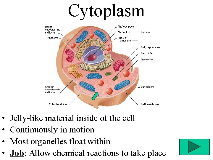 Cytoplasm • • Jelly-like material inside of the cell Continuously in motion Most organelles