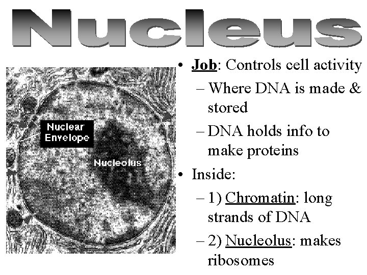  • Job: Controls cell activity – Where DNA is made & stored –