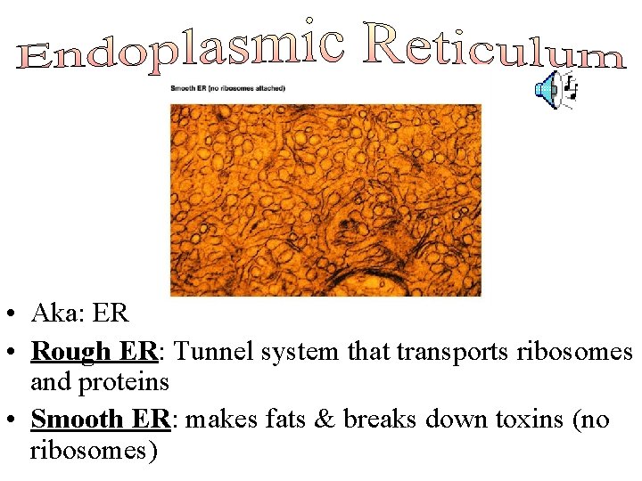  • Aka: ER • Rough ER: Tunnel system that transports ribosomes and proteins
