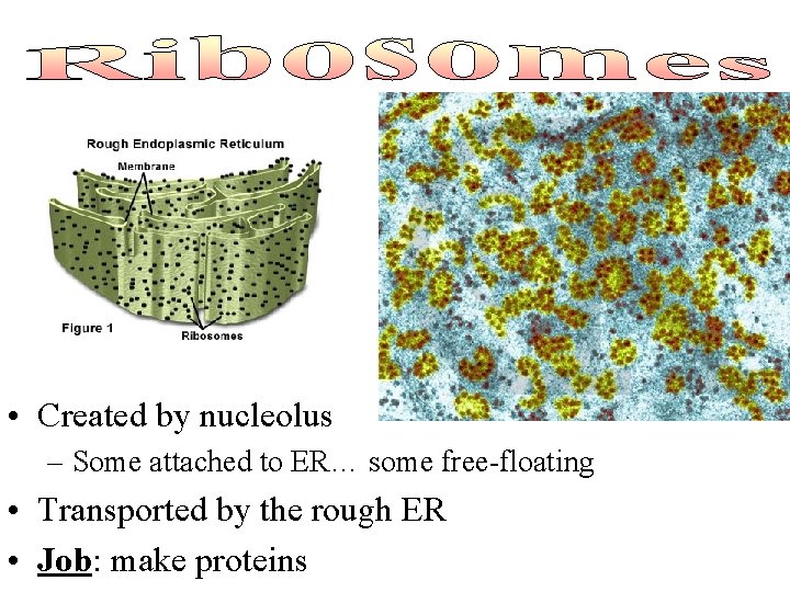  • Created by nucleolus – Some attached to ER… some free-floating • Transported