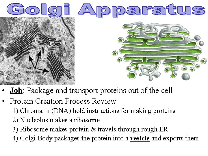  • Job: Package and transport proteins out of the cell • Protein Creation