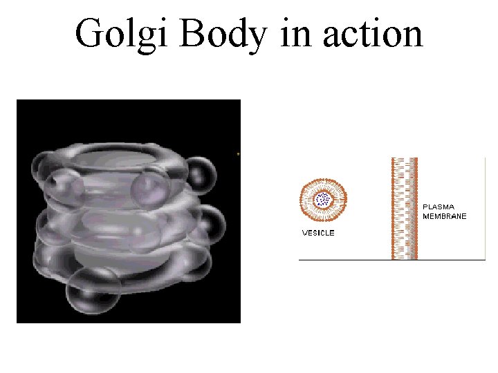 Golgi Body in action 