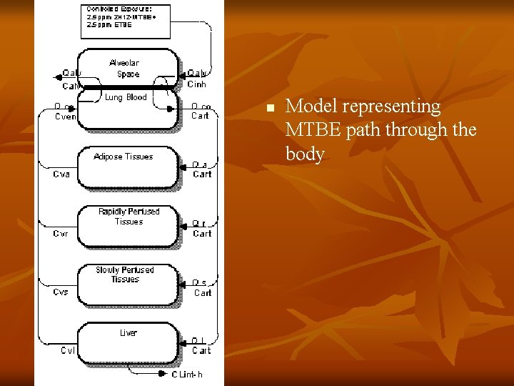 n Model representing MTBE path through the body 