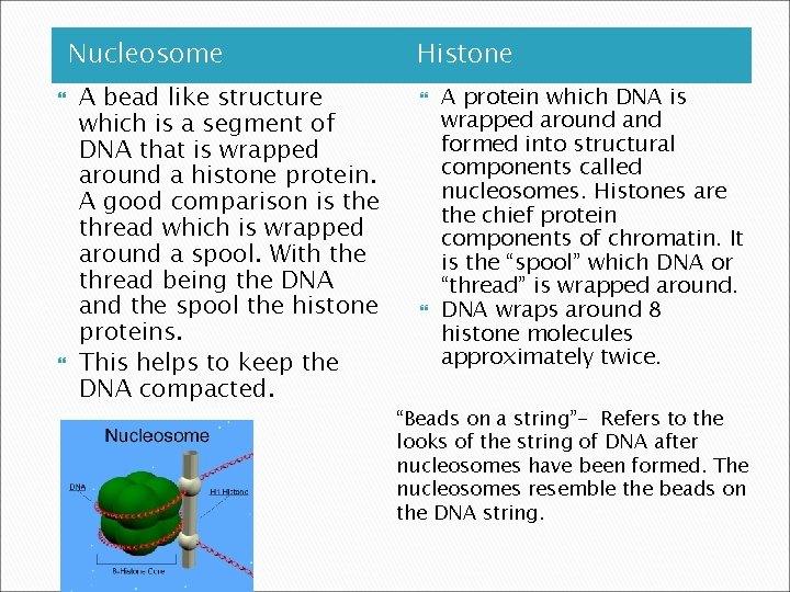 Nucleosome A bead like structure which is a segment of DNA that is wrapped