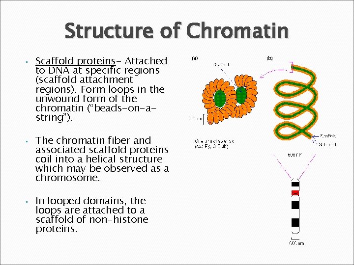 Structure of Chromatin • • • Scaffold proteins- Attached to DNA at specific regions