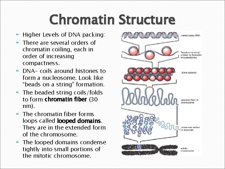 Chromatin Structure Higher Levels of DNA packing: There are several orders of chromatin coiling,