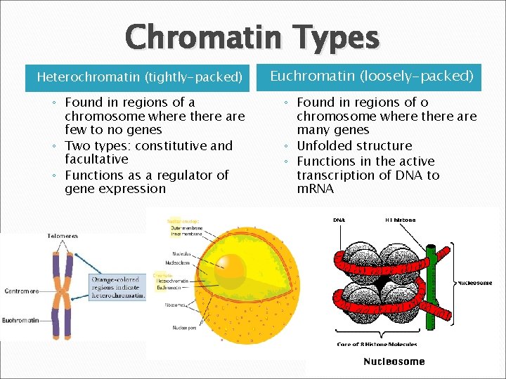 Chromatin Types Heterochromatin (tightly-packed) Euchromatin (loosely-packed) ◦ Found in regions of a chromosome where