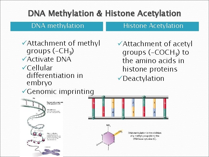 DNA Methylation & Histone Acetylation DNA methylation üAttachment of methyl groups (-CH 3) üActivate