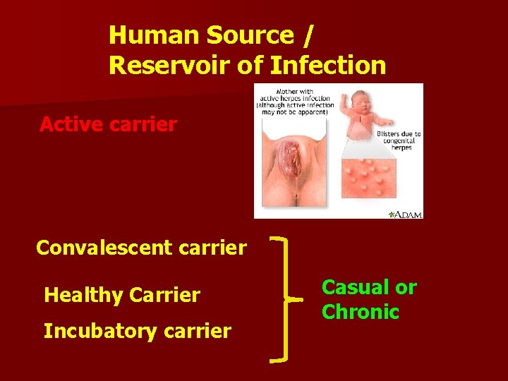 Human Source / Reservoir of Infection Active carrier Convalescent carrier Healthy Carrier Incubatory carrier