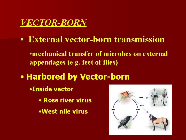 VECTOR-BORN • External vector-born transmission • mechanical transfer of microbes on external appendages (e.