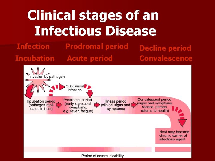 Clinical stages of an Infectious Disease Infection Prodromal period Incubation Acute period Decline period