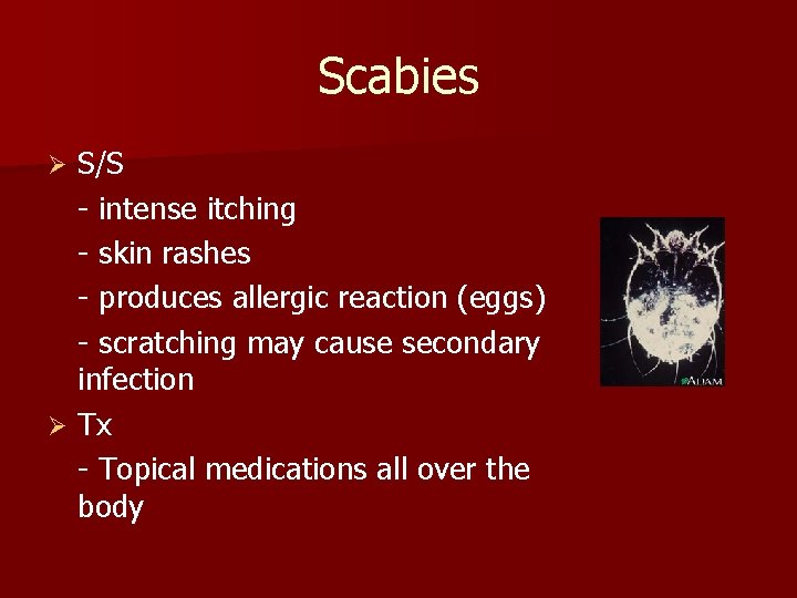 Scabies S/S - intense itching - skin rashes - produces allergic reaction (eggs) -