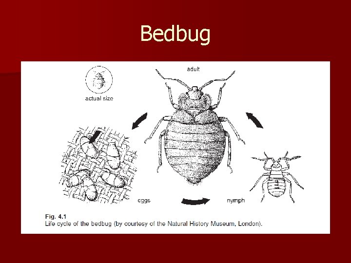 Bedbug 