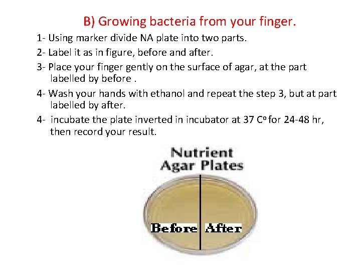 B) Growing bacteria from your finger. 1 - Using marker divide NA plate into