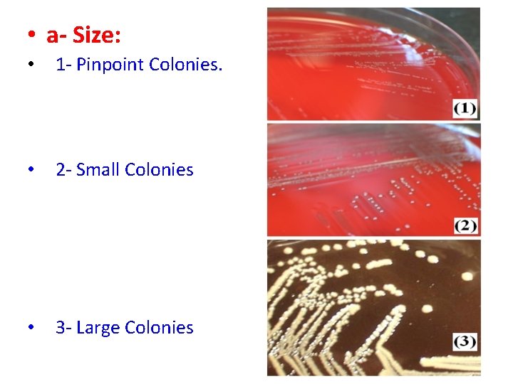  • a- Size: • 1 - Pinpoint Colonies. • 2 - Small Colonies