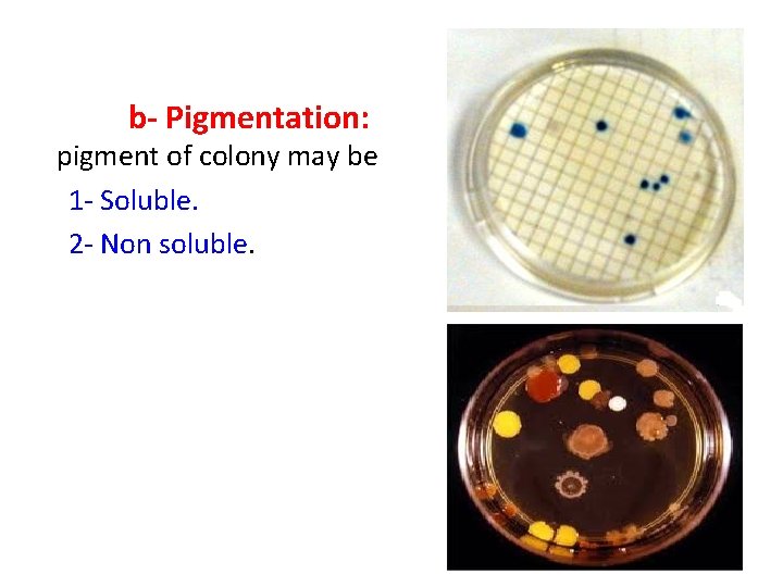  b- Pigmentation: pigment of colony may be 1 - Soluble. 2 - Non