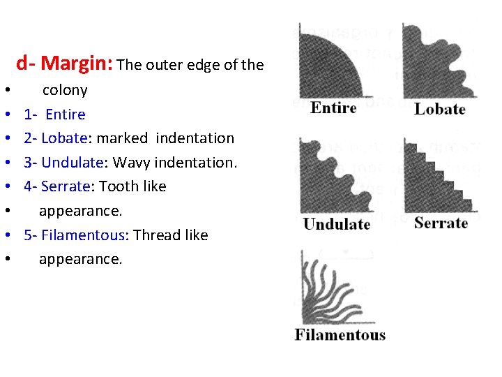  d- Margin: The outer edge of the • • colony 1 - Entire