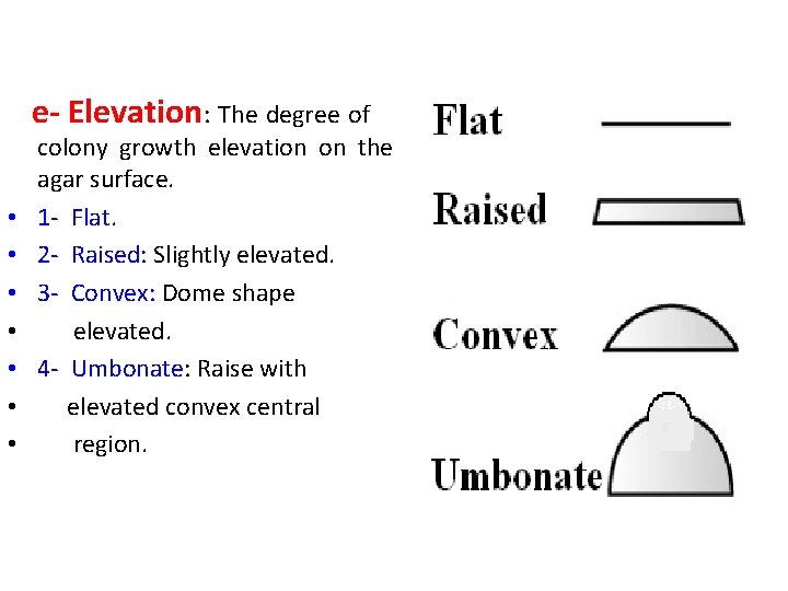  e- Elevation: The degree of colony growth elevation on the agar surface. •