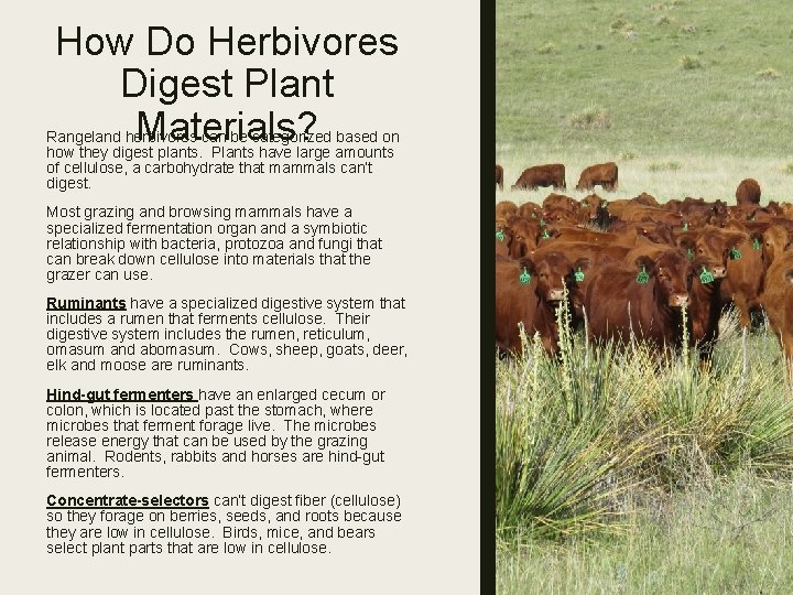 How Do Herbivores Digest Plant Materials? Rangeland herbivores can be categorized based on how