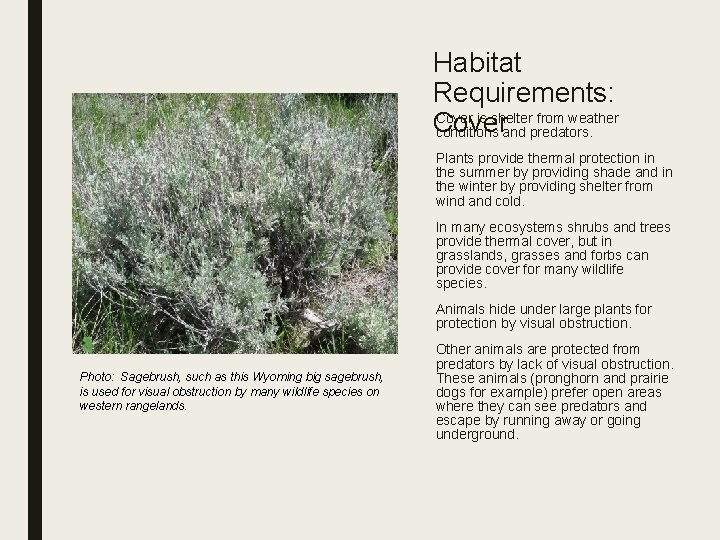 Habitat Requirements: Cover is shelter from weather Cover conditions and predators. Plants provide thermal