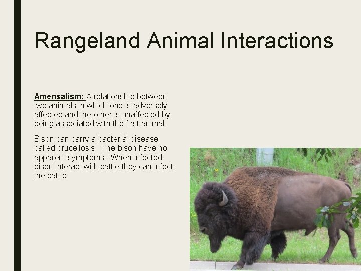 Rangeland Animal Interactions Amensalism: A relationship between two animals in which one is adversely