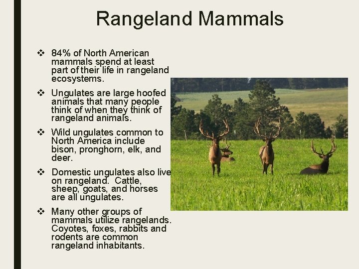 Rangeland Mammals v 84% of North American mammals spend at least part of their