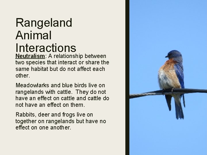 Rangeland Animal Interactions Neutralism: A relationship between two species that interact or share the