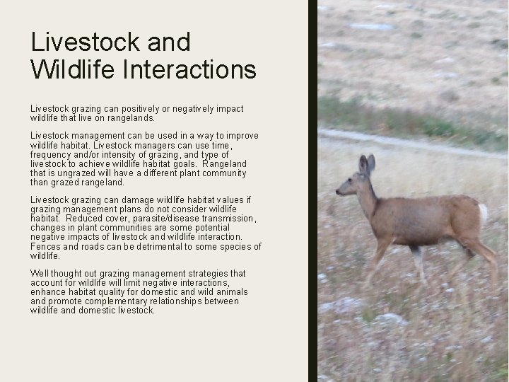 Livestock and Wildlife Interactions Livestock grazing can positively or negatively impact wildlife that live