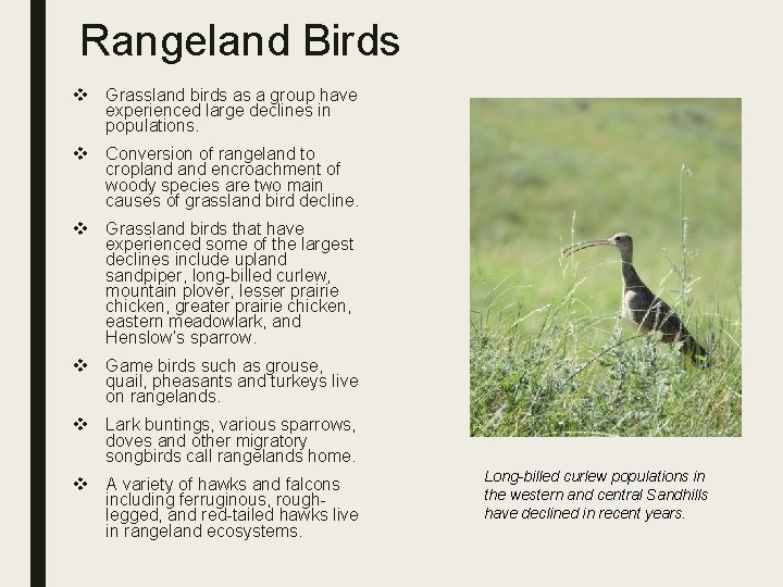 Rangeland Birds v Grassland birds as a group have experienced large declines in populations.