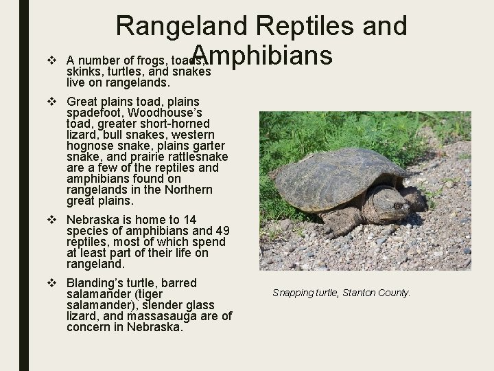 v Rangeland Reptiles and Amphibians A number of frogs, toads, skinks, turtles, and snakes