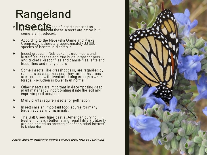 Rangeland Insects v There are many types of insects present on rangeland. Many of