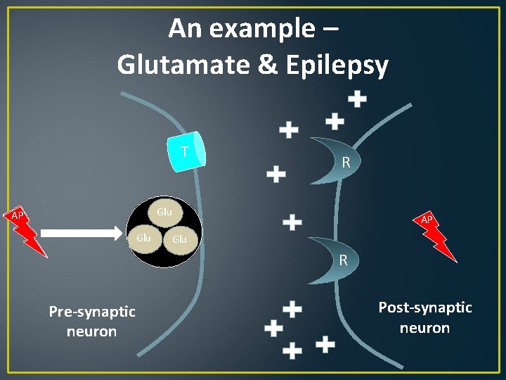 An example – Glutamate & Epilepsy T R Glu AP Glu R Pre-synaptic neuron