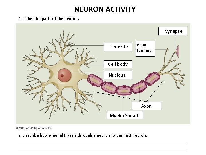 NEURON ACTIVITY 1. Label the parts of the neuron. Synapse Dendrite Axon terminal Cell