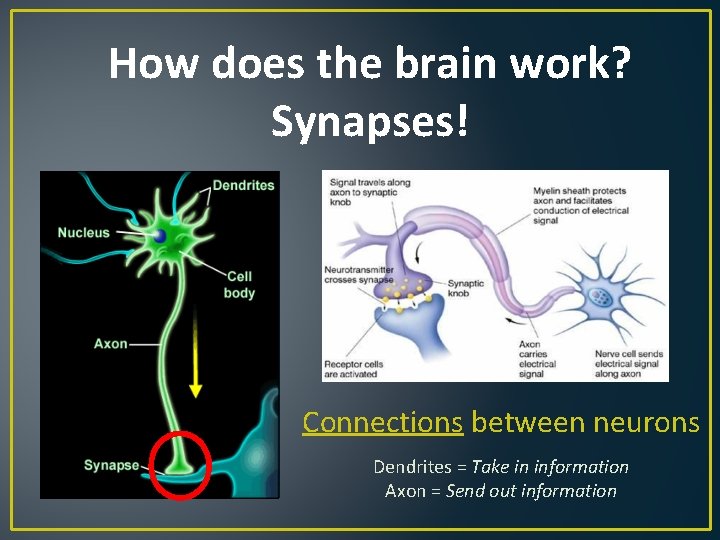 How does the brain work? Synapses! Connections between neurons Dendrites = Take in information