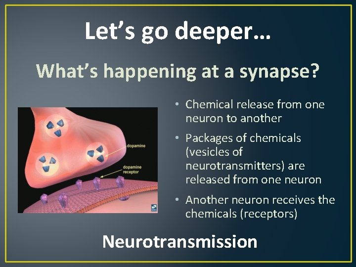 Let’s go deeper… What’s happening at a synapse? • Chemical release from one neuron