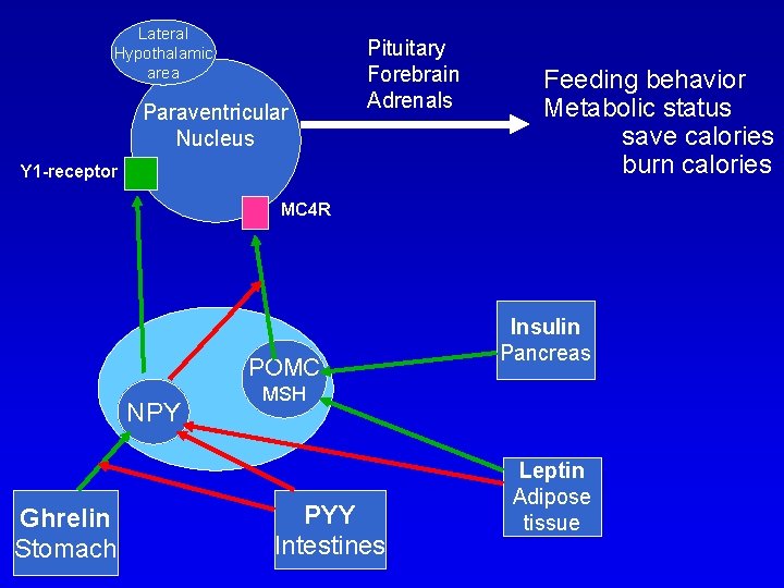 Lateral Hypothalamic area Paraventricular Nucleus Pituitary Forebrain Adrenals Y 1 -receptor Feeding behavior Metabolic