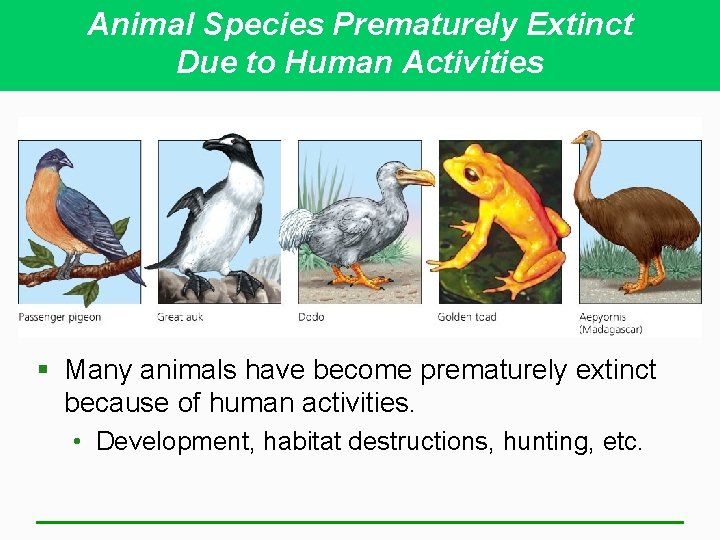 Animal Species Prematurely Extinct Due to Human Activities § Many animals have become prematurely