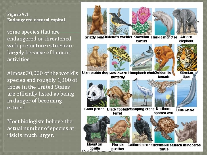 Figure 9. 4 Endangered natural capital. Some species that are endangered or threatened with