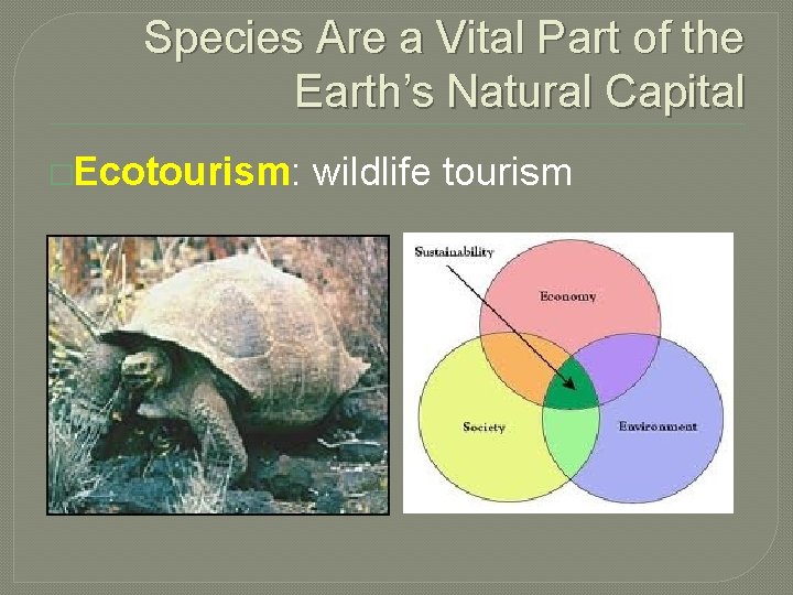 Species Are a Vital Part of the Earth’s Natural Capital �Ecotourism: wildlife tourism 