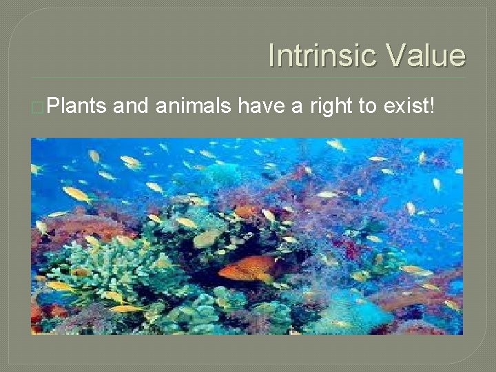 Intrinsic Value �Plants and animals have a right to exist! 