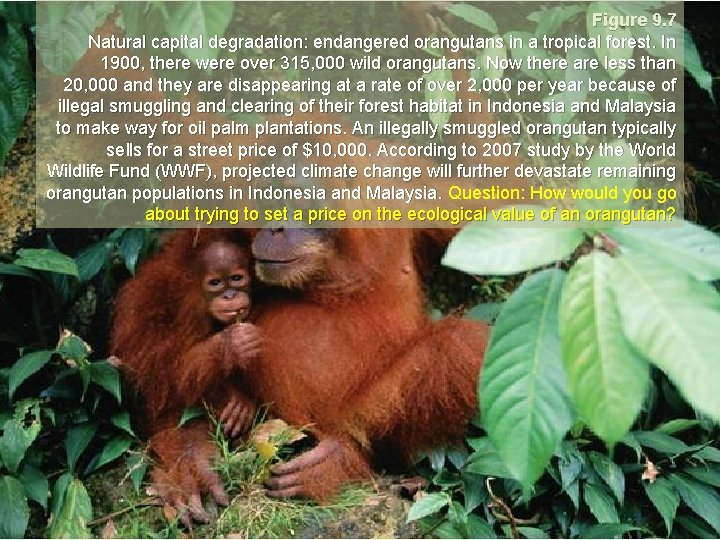 Figure 9. 7 Natural capital degradation: endangered orangutans in a tropical forest. In 1900,