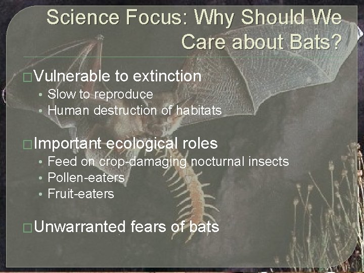Science Focus: Why Should We Care about Bats? �Vulnerable to extinction • Slow to