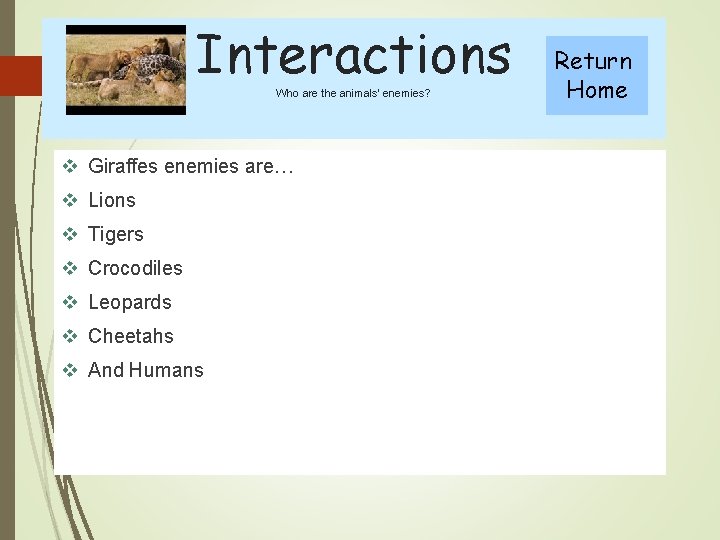 Interactions Who are the animals’ enemies? v Giraffes enemies are… v Lions v Tigers