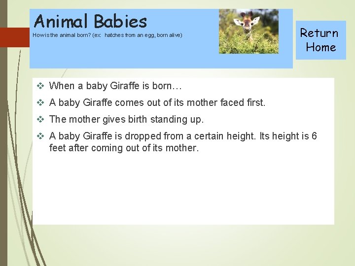 Animal Babies How is the animal born? (ex: hatches from an egg, born alive)