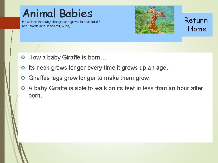 Animal Babies How does the baby change as it grows into an adult? (ex: