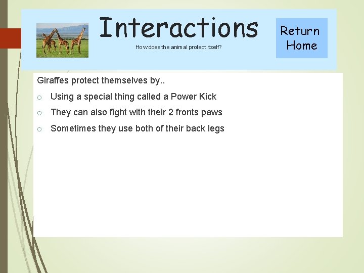 Interactions How does the animal protect itself? Giraffes protect themselves by. . o Using
