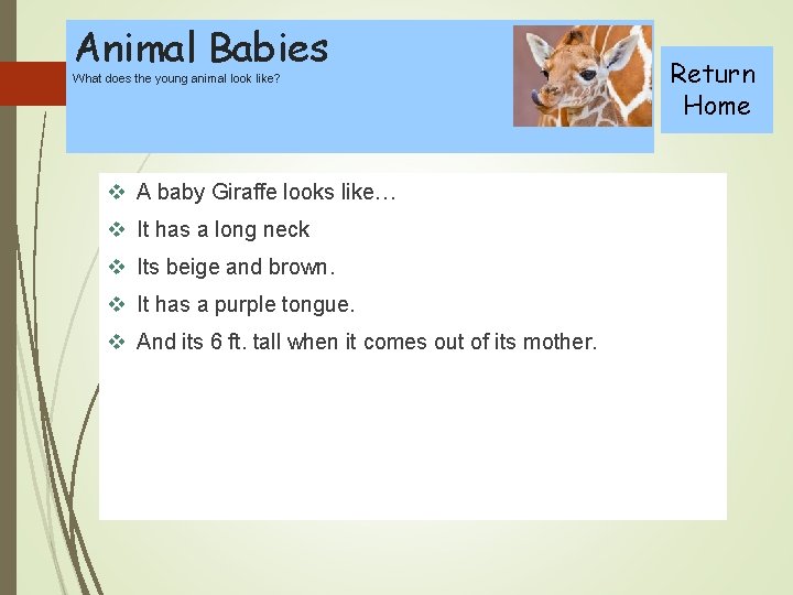 Animal Babies What does the young animal look like? v A baby Giraffe looks