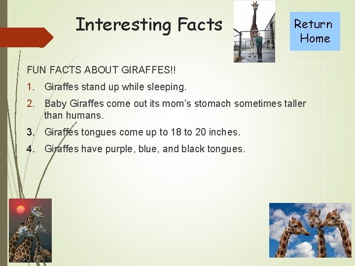 Interesting Facts Return Home FUN FACTS ABOUT GIRAFFES!! 1. Giraffes stand up while sleeping.