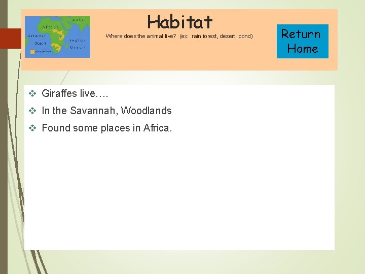 Habitat Where does the animal live? (ex: rain forest, desert, pond) v Giraffes live….