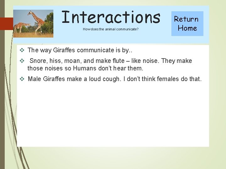 Interactions How does the animal communicate? Return Home v The way Giraffes communicate is